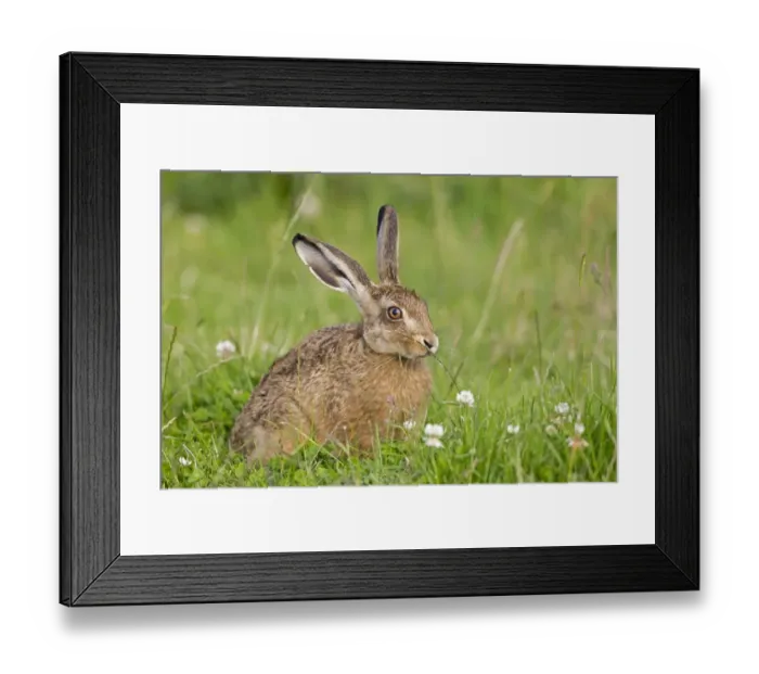Framed Print : European Hare (Lepus europaeus) leveret, sitting in field, sniffing grass to detect passage of other hares, Suffolk Framed Print : European Hare (Lepus europaeus) leveret, sitting in field, sniffing grass to detect passage of other hares, Suffolk