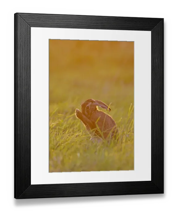 Framed Print : European Hare (Lepus europaeus) adult, grooming, sitting in grass field at sunset, Suffolk, England, June