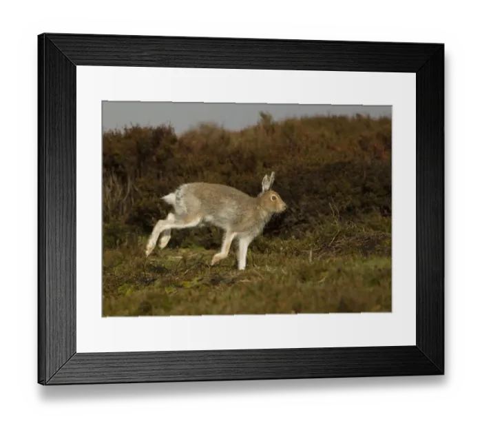 Framed Print : Mountain Hare (Lepus timidus) adult, summer coat, running on moorland, Peak District, Derbyshire, England, April Framed Print : Mountain Hare (Lepus timidus) adult, summer coat, running on moorland, Peak District, Derbyshire, England, April