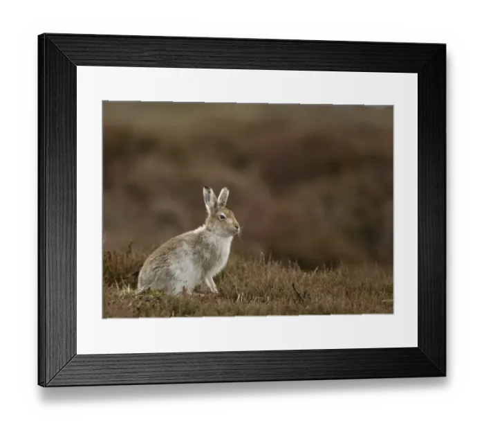 Framed Print : Mountain Hare (Lepus timidus) adult, transitional coat, sitting on moorland, Peak District, Derbyshire, England, April