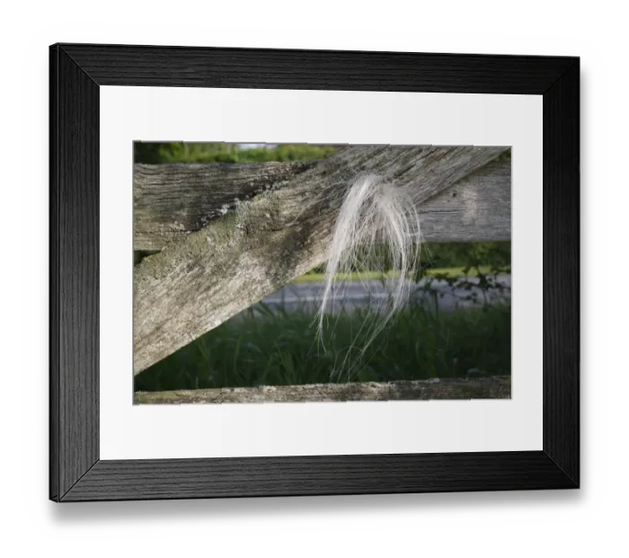 Framed Print : Horse, hair caught on wooden gate, Bacton, Suffolk, England, july Framed Print : Horse, hair caught on wooden gate, Bacton, Suffolk, England, july