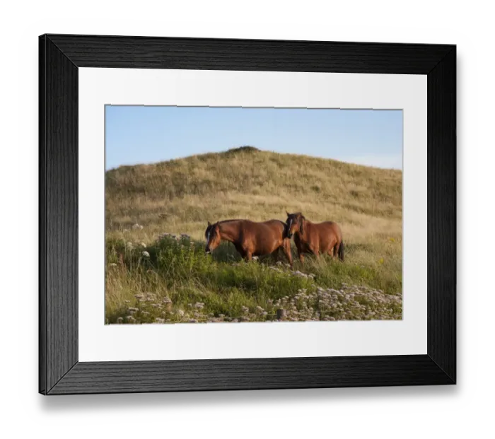Framed Print : Horse, Welsh Pony, two adults, feeding, used for conservation grazing to control unwanted vegetation after rabbit Framed Print : Horse, Welsh Pony, two adults, feeding, used for conservation grazing to control unwanted vegetation after rabbit
