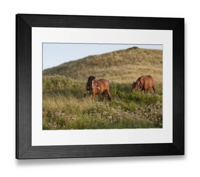 Framed Print : Horse, Welsh Pony, two adults, feeding, used for conservation grazing to control unwanted vegetation after rabbit Framed Print : Horse, Welsh Pony, two adults, feeding, used for conservation grazing to control unwanted vegetation after rabbit