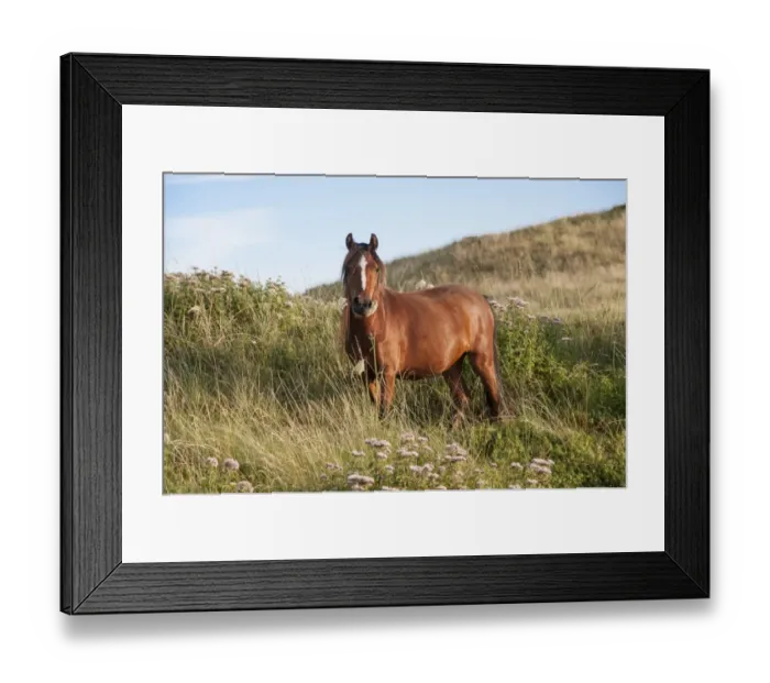 Framed Print : Horse, Welsh Pony, adult, feeding, used for conservation grazing to control unwanted vegetation after rabbit numbers Framed Print : Horse, Welsh Pony, adult, feeding, used for conservation grazing to control unwanted vegetation after rabbit numbers
