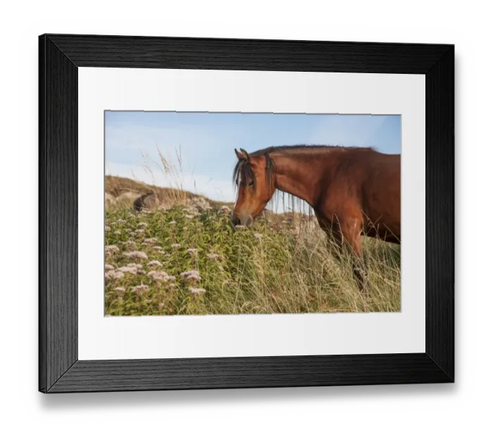 Framed Print : Horse, Welsh Pony, adult, feeding, used for conservation grazing to control unwanted vegetation after rabbit numbers Framed Print : Horse, Welsh Pony, adult, feeding, used for conservation grazing to control unwanted vegetation after rabbit numbers