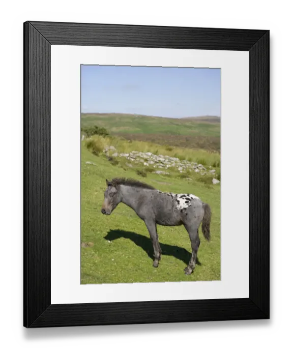 Framed Print : Horse, Dartmoor Pony, foal, grazing on moorland habitat, Dartmoor N. P. Devon, England, July Framed Print : Horse, Dartmoor Pony, foal, grazing on moorland habitat, Dartmoor N. P. Devon, England, July