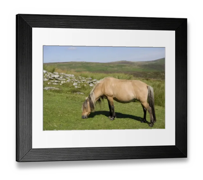 Framed Print : Horse, Dartmoor Pony, adult, grazing on moorland habitat, Dartmoor N. P. Devon, England, July Framed Print : Horse, Dartmoor Pony, adult, grazing on moorland habitat, Dartmoor N. P. Devon, England, July