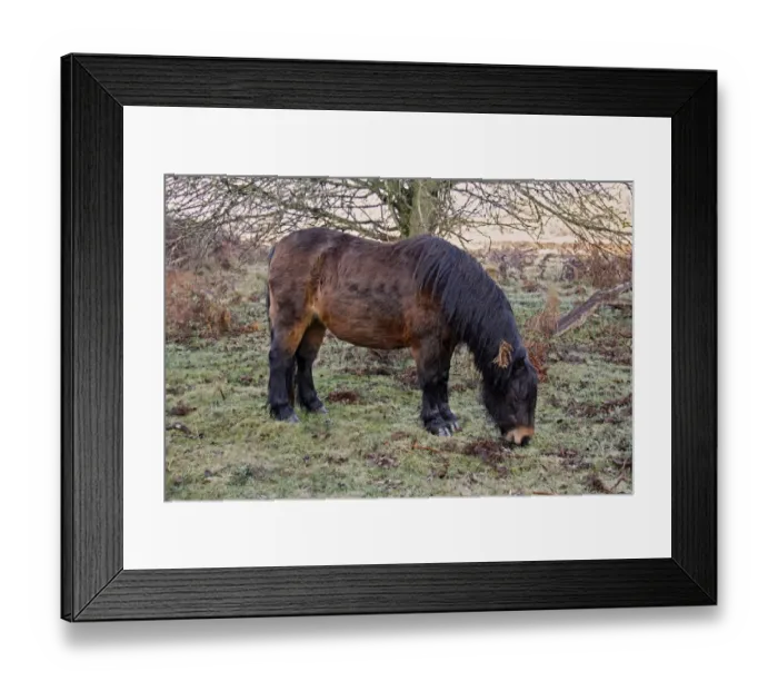 Framed Print : Horse, Dartmoor Pony, adult, grazing on heathland at dawn, used for conservation grazing management on heathland Framed Print : Horse, Dartmoor Pony, adult, grazing on heathland at dawn, used for conservation grazing management on heathland
