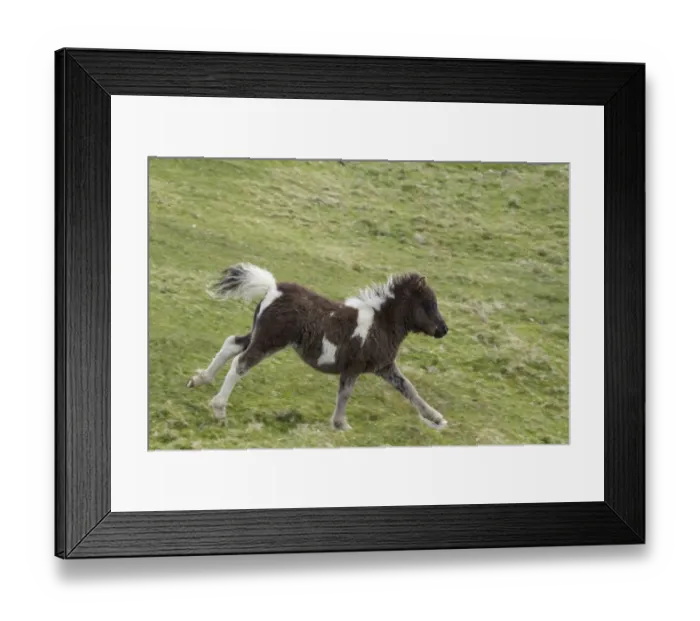 Framed Print : Horse, Shetland Pony, foal, running in pasture, Shetland Islands, Scotland, June Framed Print : Horse, Shetland Pony, foal, running in pasture, Shetland Islands, Scotland, June