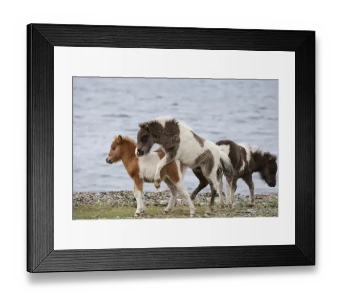 Framed Print : Horse, Shetland Pony, three foals, playing on beach, Shetland Islands, Scotland, June