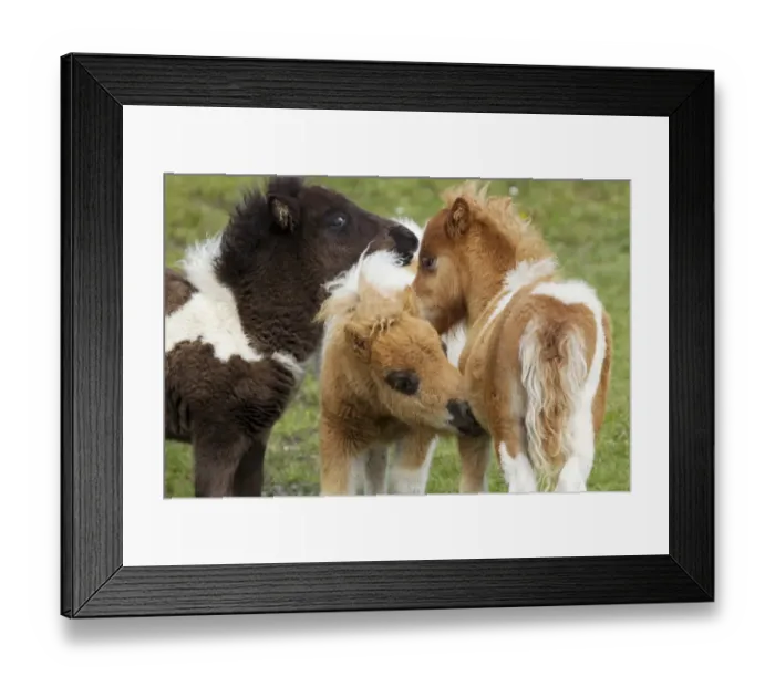 Framed Print : Horse, Shetland Pony, three foals, mutual grooming, Shetland Islands, Scotland, June Framed Print : Horse, Shetland Pony, three foals, mutual grooming, Shetland Islands, Scotland, June