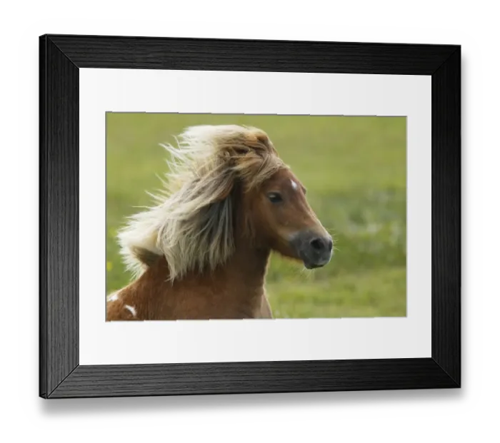 Framed Print : Horse, Shetland Pony, adult, close-up of head, with flowing mane, Shetland Islands, Scotland, June