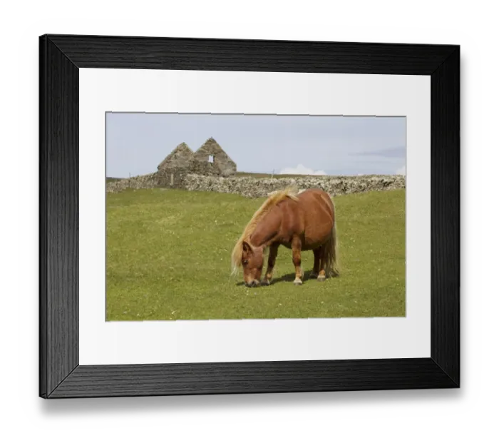 Framed Print : Horse, Shetland Pony, adult, grazing in pasture, with abandoned croft in background, Shetland Islands, Scotland, June Framed Print : Horse, Shetland Pony, adult, grazing in pasture, with abandoned croft in background, Shetland Islands, Scotland, June