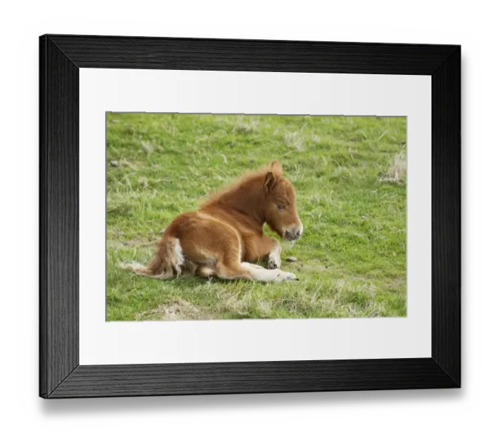 Framed Print : Horse, Shetland Pony, foal, resting in pasture, Shetland Islands, Scotland, June Framed Print : Horse, Shetland Pony, foal, resting in pasture, Shetland Islands, Scotland, June