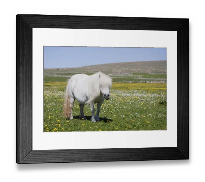 Framed Print : Horse, Shetland Pony, adult, grazing in meadow with wildflowers, Shetland Islands, Scotland, June Framed Print : Horse, Shetland Pony, adult, grazing in meadow with wildflowers, Shetland Islands, Scotland, June