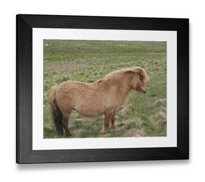 Framed Print : Horse, Shetland Pony, mare, pregnant, standing in rough pasture, West Mainland, Shetland Islands, Scotland, June Framed Print : Horse, Shetland Pony, mare, pregnant, standing in rough pasture, West Mainland, Shetland Islands, Scotland, June