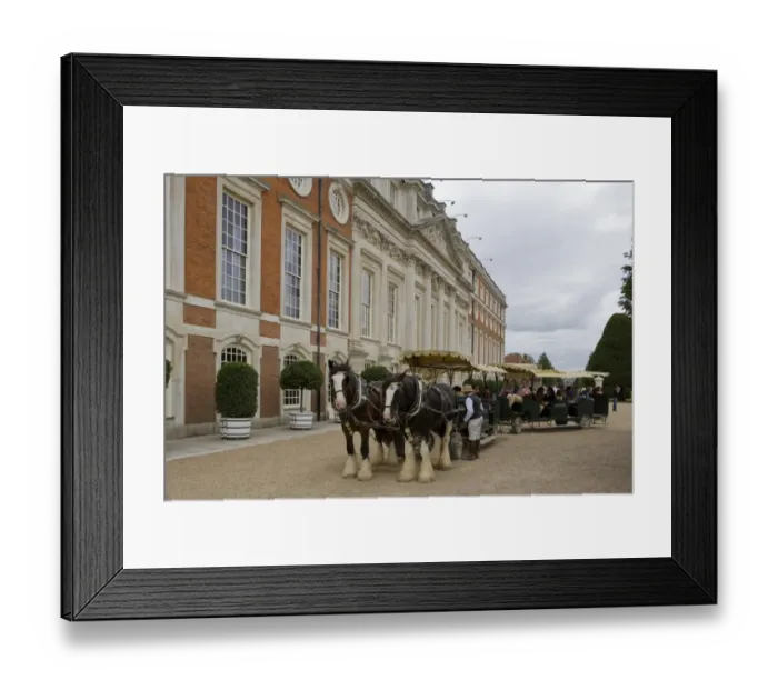 Framed Print : Horse, Shire Horse, two working adults, pulling tourist carriage at royal palace, Hampton Court Palace Framed Print : Horse, Shire Horse, two working adults, pulling tourist carriage at royal palace, Hampton Court Palace