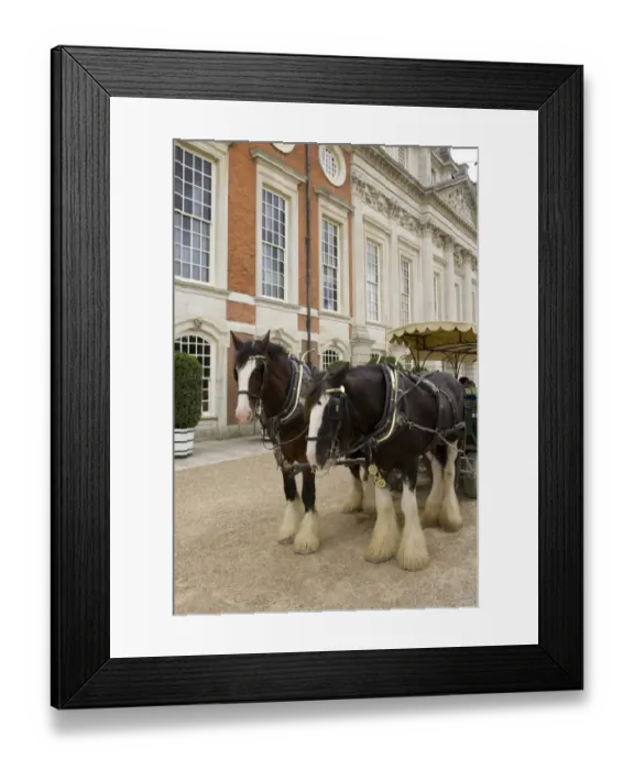 Framed Print : Horse, Shire Horse, two working adults, pulling tourist carriage at royal palace, Hampton Court Palace Framed Print : Horse, Shire Horse, two working adults, pulling tourist carriage at royal palace, Hampton Court Palace