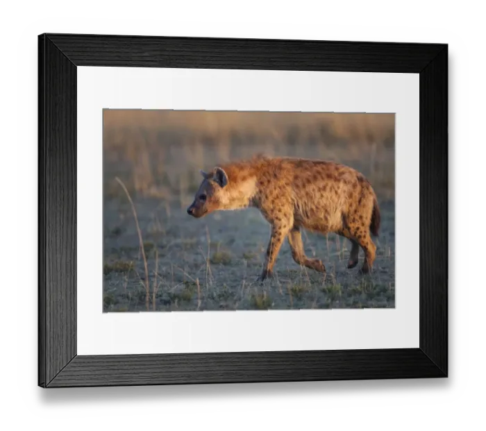 Framed Print : Spotted Hyena (Crocuta crocuta) adult, walking in dawn sunlight, Masai Mara, Kenya, August