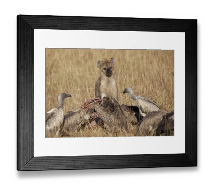 Framed Print : Spotted Hyena (Crocuta crocuta) adult, with White-backed Vulture (Gyps africanus) flock Framed Print : Spotted Hyena (Crocuta crocuta) adult, with White-backed Vulture (Gyps africanus) flock