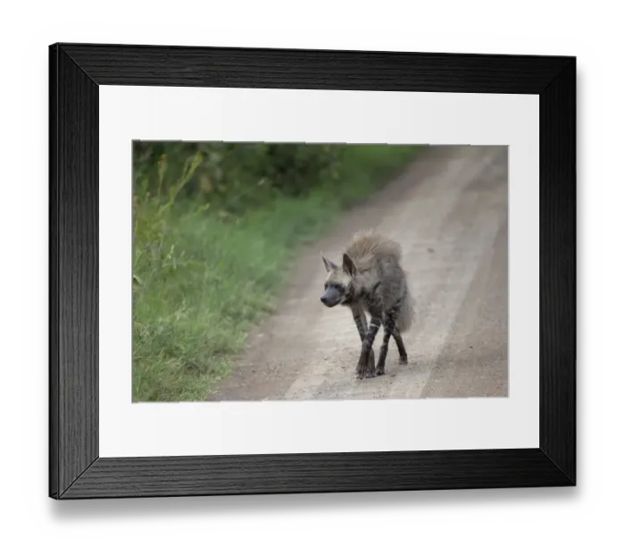 Framed Print : Striped Hyena (Hyaena hyaena) adult, walking on road, Lake Nakuru N. P. Great Rift Valley, Kenya, August Framed Print : Striped Hyena (Hyaena hyaena) adult, walking on road, Lake Nakuru N. P. Great Rift Valley, Kenya, August