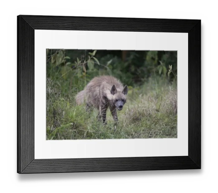 Framed Print : Striped Hyena (Hyaena hyaena) adult, standing amongst vegetation, Lake Nakuru N. P. Great Rift Valley, Kenya, August Framed Print : Striped Hyena (Hyaena hyaena) adult, standing amongst vegetation, Lake Nakuru N. P. Great Rift Valley, Kenya, August