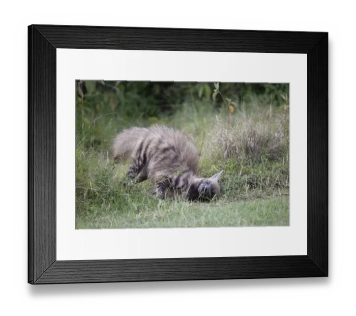 Framed Print : Striped Hyena (Hyaena hyaena) adult, rolling on ground, Lake Nakuru N. P. Great Rift Valley, Kenya, August