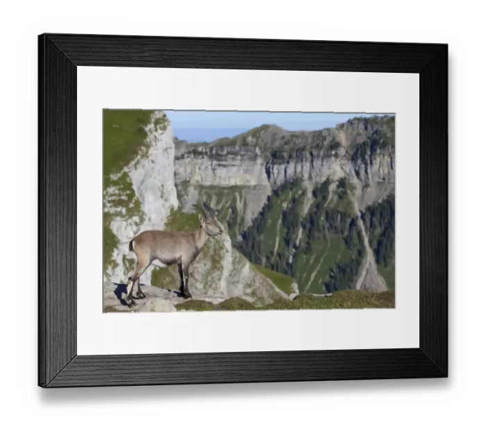 Framed Print : Alpine Ibex (Capra ibex) immature male, standing in mountain habitat, Niederhorn, Swiss Alps, Bernese Oberland Framed Print : Alpine Ibex (Capra ibex) immature male, standing in mountain habitat, Niederhorn, Swiss Alps, Bernese Oberland