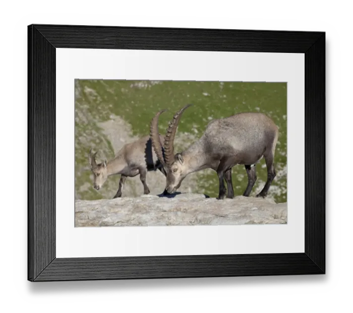 Framed Print : Alpine Ibex (Capra ibex) adult male and immature male, standing on rocks, Niederhorn, Swiss Alps, Bernese Oberland