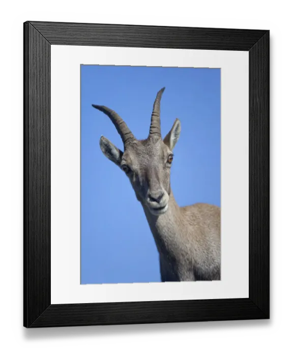 Framed Print : Alpine Ibex (Capra ibex) adult female, close-up of head, Niederhorn, Swiss Alps, Bernese Oberland, Switzerland, August Framed Print : Alpine Ibex (Capra ibex) adult female, close-up of head, Niederhorn, Swiss Alps, Bernese Oberland, Switzerland, August