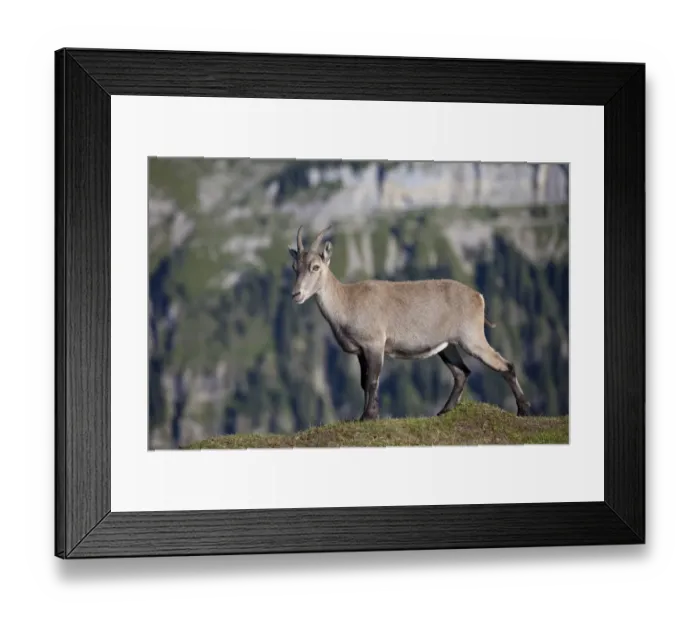 Framed Print : Alpine Ibex (Capra ibex) adult female, standing, Niederhorn, Swiss Alps, Bernese Oberland, Switzerland, August Framed Print : Alpine Ibex (Capra ibex) adult female, standing, Niederhorn, Swiss Alps, Bernese Oberland, Switzerland, August