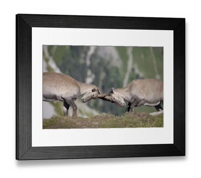 Framed Print : Alpine Ibex (Capra ibex) two immature males, fighting, Niederhorn, Swiss Alps, Bernese Oberland, Switzerland, August Framed Print : Alpine Ibex (Capra ibex) two immature males, fighting, Niederhorn, Swiss Alps, Bernese Oberland, Switzerland, August