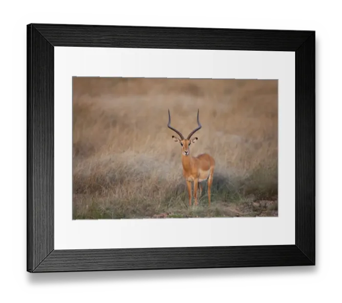 Framed Print : Impala (Aepyceros melampus) adult male, standing in savannah, Masai Mara, Kenya, August Framed Print : Impala (Aepyceros melampus) adult male, standing in savannah, Masai Mara, Kenya, August