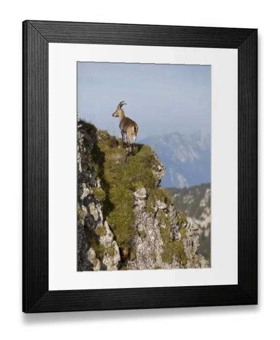 Framed Print : Alpine Ibex (Capra ibex) immature male, standing on mountain slope, Niederhorn, Swiss Alps, Bernese Oberland