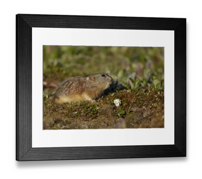 Framed Print : Brown Lemming (Lemmus sibiricus) adult, standing on tundra, Nunavut, Canada, July Framed Print : Brown Lemming (Lemmus sibiricus) adult, standing on tundra, Nunavut, Canada, July