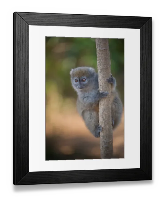 Framed Print : Eastern Grey Gentle Lemur (Hapalemur griseus griseus) adult, clinging to tree trunk, Analamazoatra (Perinet) Reserve Framed Print : Eastern Grey Gentle Lemur (Hapalemur griseus griseus) adult, clinging to tree trunk, Analamazoatra (Perinet) Reserve