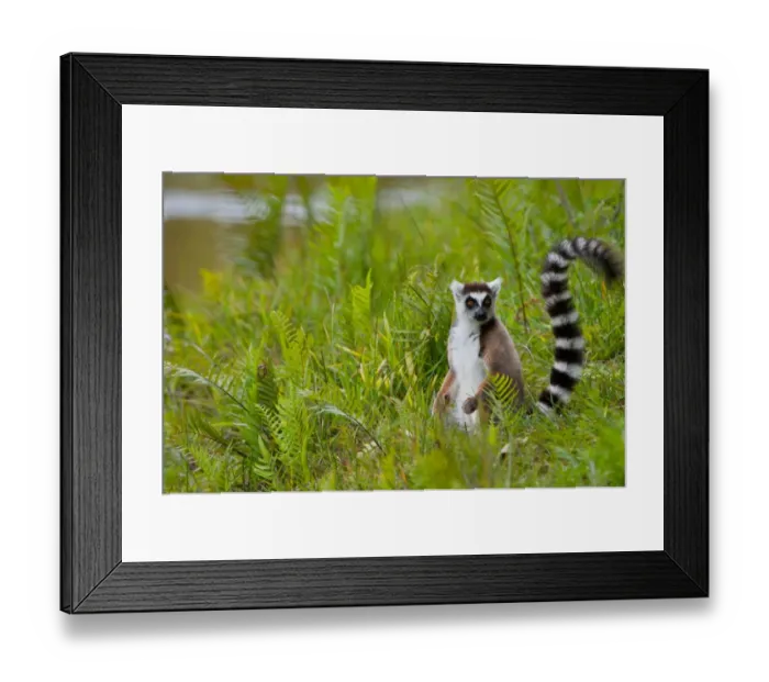 Framed Print : Ring-tailed Lemur (Lemur catta) adult, sitting on ground, Madagascar, September