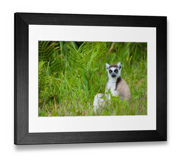 Framed Print : Ring-tailed Lemur (Lemur catta) adult, sitting on ground, Madagascar, September Framed Print : Ring-tailed Lemur (Lemur catta) adult, sitting on ground, Madagascar, September