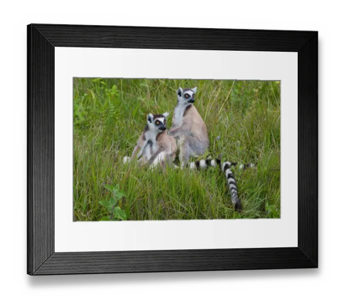 Framed Print : Ring-tailed Lemur (Lemur catta) two adults, sitting on ground, Madagascar, September Framed Print : Ring-tailed Lemur (Lemur catta) two adults, sitting on ground, Madagascar, September