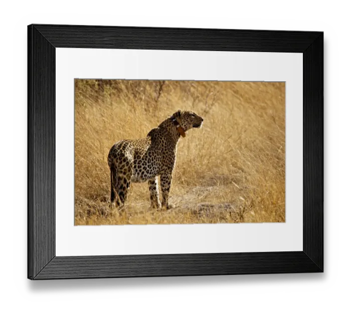 Framed Print : African Leopard (Panthera pardus pardus) adult, wearing radio tracking collar, standing in dry grass Framed Print : African Leopard (Panthera pardus pardus) adult, wearing radio tracking collar, standing in dry grass