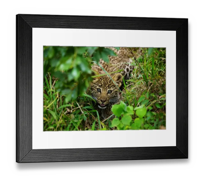 Framed Print : African Leopard (Panthera pardus pardus) cub, crouched amongst vegatation, Masai Mara, Kenya, August Framed Print : African Leopard (Panthera pardus pardus) cub, crouched amongst vegatation, Masai Mara, Kenya, August