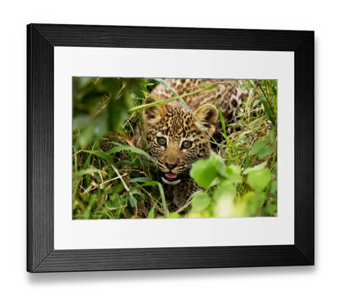 Framed Print : African Leopard (Panthera pardus pardus) cub, crouched amongst vegatation, Masai Mara, Kenya, August Framed Print : African Leopard (Panthera pardus pardus) cub, crouched amongst vegatation, Masai Mara, Kenya, August