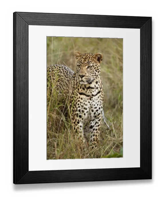 Framed Print : African Leopard (Panthera pardus pardus) adult male, standing in grass, Sabi Sand Game Reserve, Greater Kruger N. P Framed Print : African Leopard (Panthera pardus pardus) adult male, standing in grass, Sabi Sand Game Reserve, Greater Kruger N. P