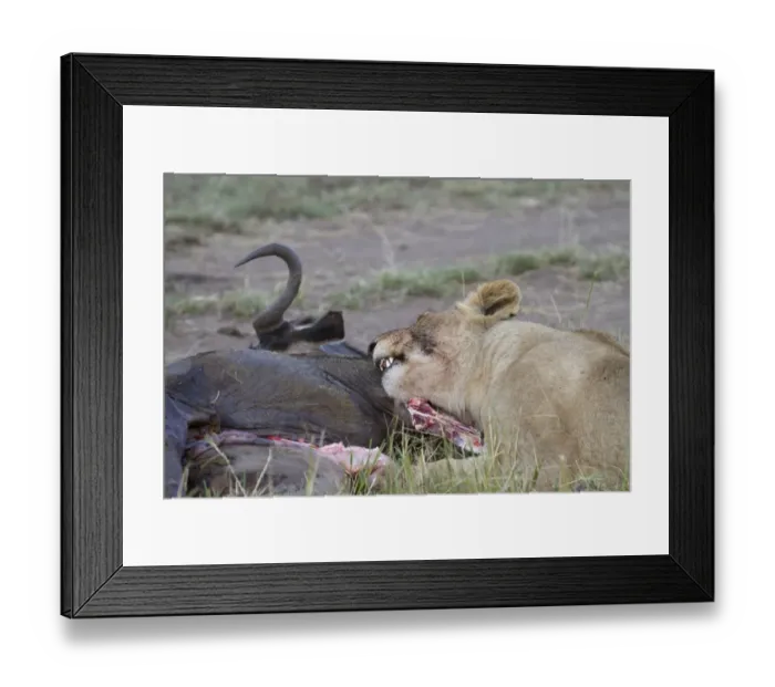 Framed Print : Masai Lion (Panthera leo nubica) immature female, feeding on White-bearded Wildebeest (Connochaetus taurinus mearnsi)