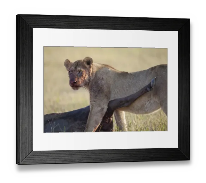 Framed Print : Masai Lion (Panthera leo nubica) immature female, with bloody face, feeding on White-bearded Wildebeest Framed Print : Masai Lion (Panthera leo nubica) immature female, with bloody face, feeding on White-bearded Wildebeest