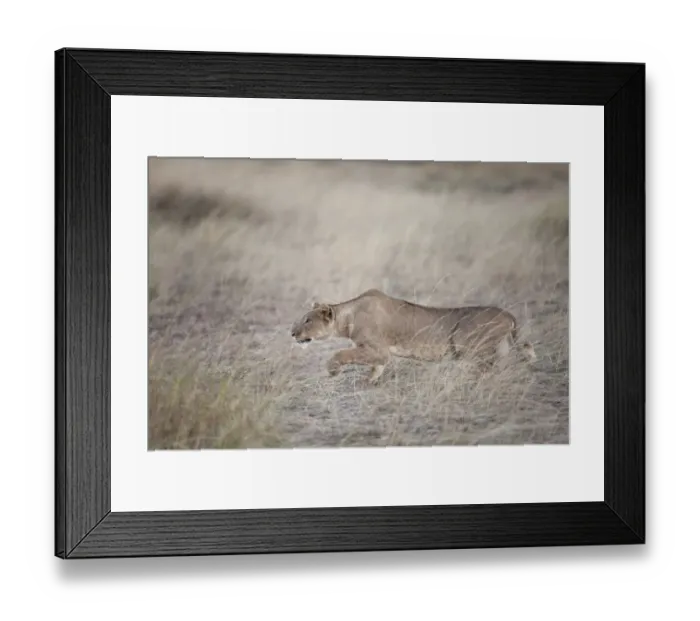 Framed Print : Masai Lion (Panthera leo nubica) adult female, stalking prey in savannah at dusk, Masai Mara, Kenya, August Framed Print : Masai Lion (Panthera leo nubica) adult female, stalking prey in savannah at dusk, Masai Mara, Kenya, August