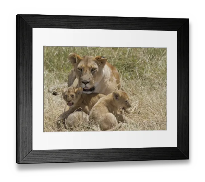 Framed Print : Masai Lion (Panthera leo nubica) adult female with cubs, resting in grass, Masai Mara, Kenya, August Framed Print : Masai Lion (Panthera leo nubica) adult female with cubs, resting in grass, Masai Mara, Kenya, August