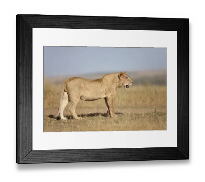 Framed Print : Masai Lion (Panthera leo nubica) immature male, standing in savannah, Masai Mara, Kenya, August