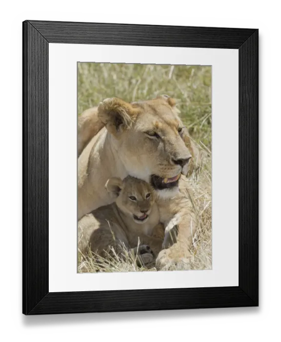 Framed Print : Masai Lion (Panthera leo nubica) adult female with cub, resting in grass, Masai Mara, Kenya, August