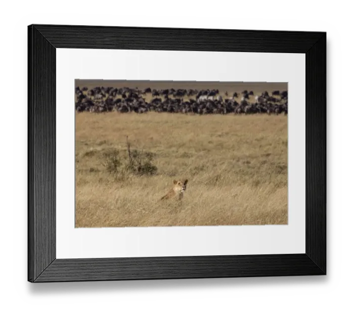 Framed Print : Masai Lion (Panthera leo nubica) adult female, sitting in grass, with Blue Wildebeest (Connochaetus taurinus) Framed Print : Masai Lion (Panthera leo nubica) adult female, sitting in grass, with Blue Wildebeest (Connochaetus taurinus)